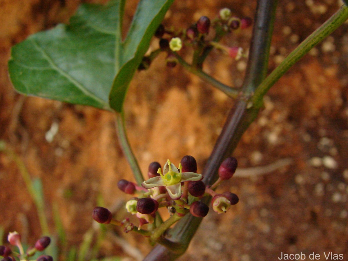Cissus gardneri Thwaites